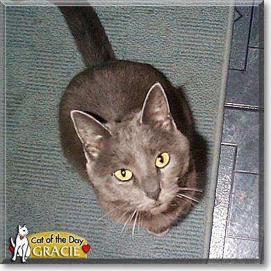 Gracie, the Cat of the Day