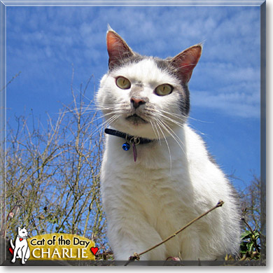 Charlie, the Cat of the Day
