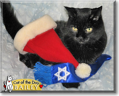 Bailey, the Cat of the Day