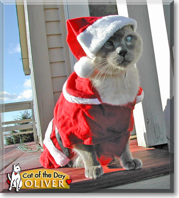 Oliver, the Cat of the Day