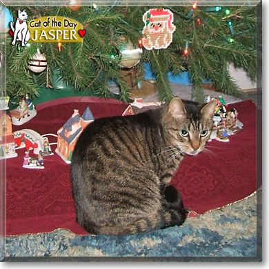 Jasper, the Cat of the Day