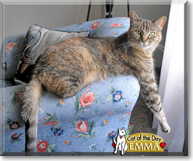 Emma, the Cat of the Day