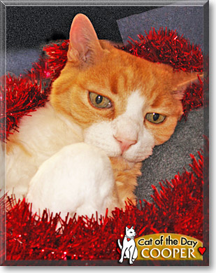 Cooper, the Cat of the Day