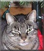 Taz