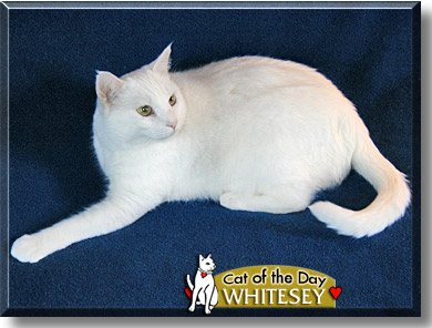 Whitesey, the Cat of the Day