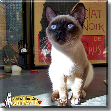 Abigayle, the Cat of the Day