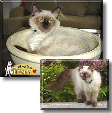Henry, the Cat of the Day