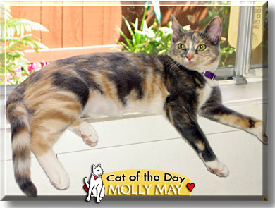 Molly May, the Cat of the Day