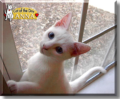 Anna, the Cat of the Day