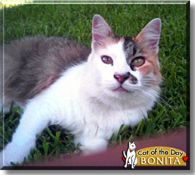 Bonita, the Cat of the Day