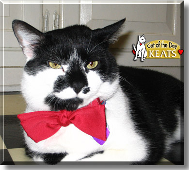 Keats, the Cat of the Day