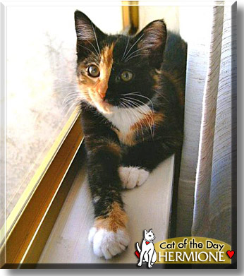 Hermione, the Cat of the Day