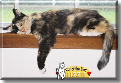 Lizzie, the Cat of the Day
