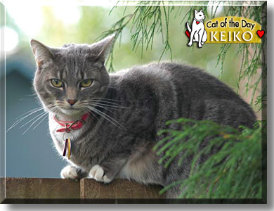 Keiko, the Cat of the Day