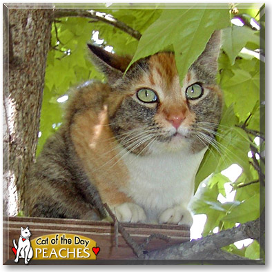 Peaches, the Cat of the Day