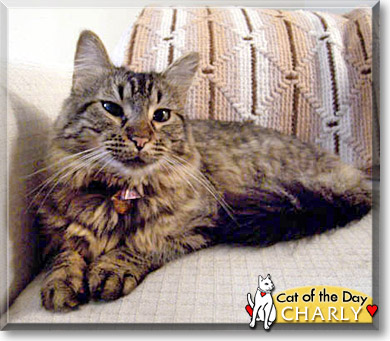 Charly, the Cat of the Day