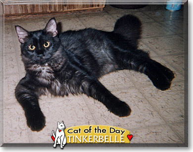 Tinkerbelle, the Cat of the Day