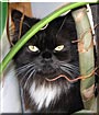 Miaow