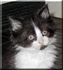 Zorro