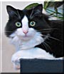 Simpkin