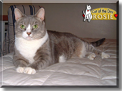 Rosie, the Cat of the Day