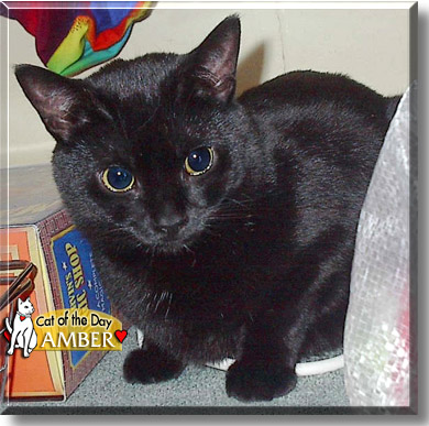 Amber, the Cat of the Day