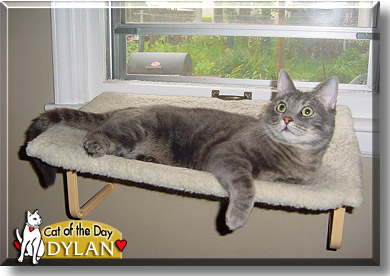 Dylan, the Cat of the Day
