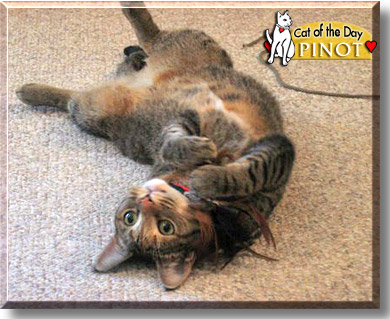 Pinot, the Cat of the Day