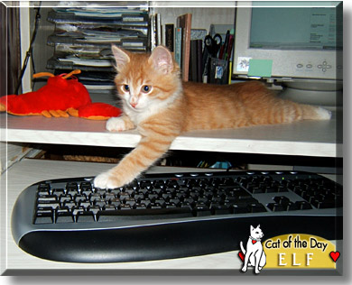 Elf, the Cat of the Day