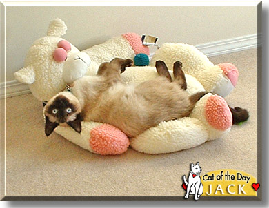 Jack, the Cat of the Day