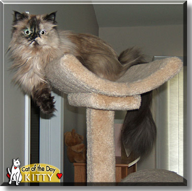 Kitty, the Cat of the Day