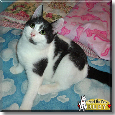 Ruby, the Cat of the Day