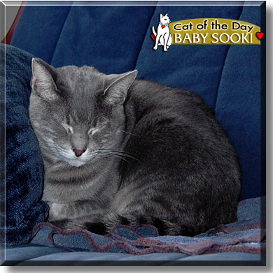 Baby Sooki, the Cat of the Day