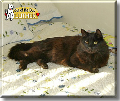 Luther, the Cat of the Day