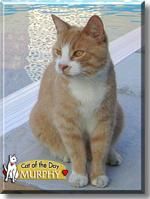 Murphy, the Cat of the Day