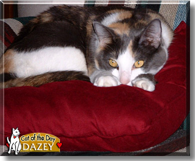 Dazey May, the Cat of the Day