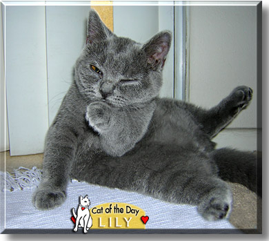 Lily, the Cat of the Day