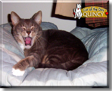 Quincy, the Cat of the Day