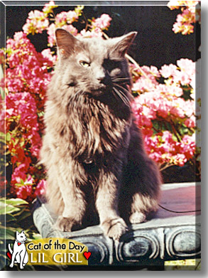 Lil Girl, the Cat of the Day