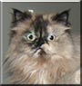 Kitty