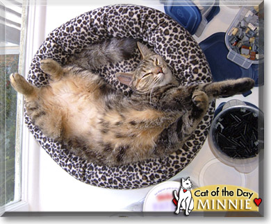 Minnie, the Cat of the Day