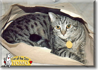 Tomo, the Cat of the Day
