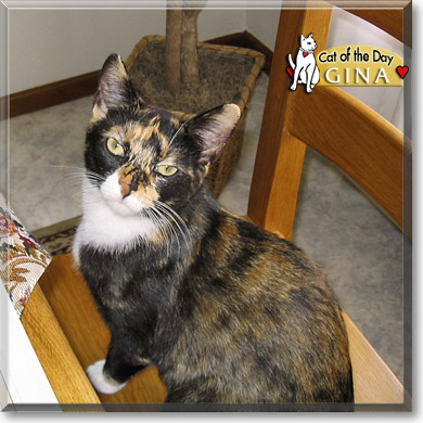 Gina, the Cat of the Day
