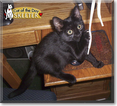 Skeeter, the Cat of the Day