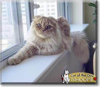 Whoopie, the Cat of the Day