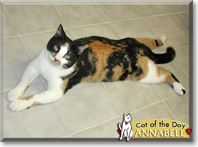 Annabell, the Cat of the Day