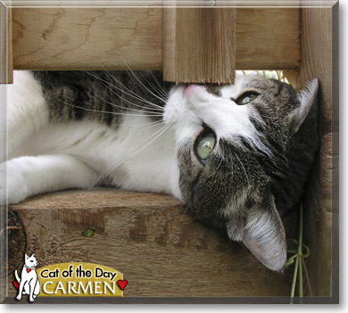 Carmen, the Cat of the Day