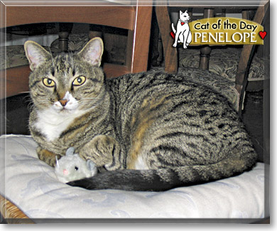 Penelope, the Cat of the Day