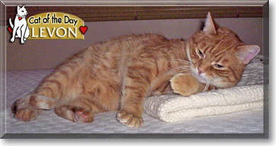 Levon, the Cat of the Day