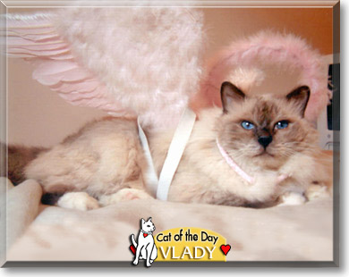 Vlad, the Cat of the Day